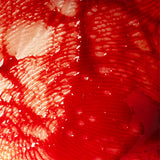 Pintura Fake Blood 20ml 86410/00